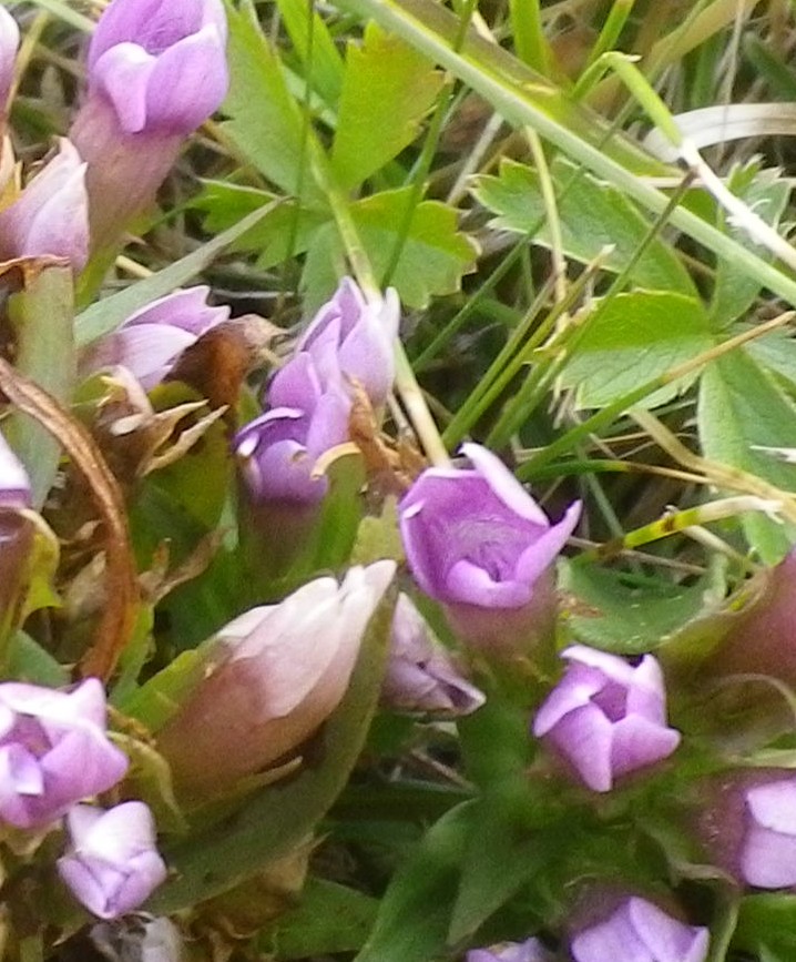 In mezzo al prato - Gentianella sp.